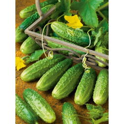 Ogórek Atomic F1 - profesjonalny, gruntowy, do kwaszenia i konserwowania, odporny i bardzo plenny - 25 nasion