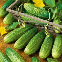 Ogórek Atomic F1 - profesjonalny, gruntowy, do kwaszenia i konserwowania, odporny i bardzo plenny - 25 nasion
