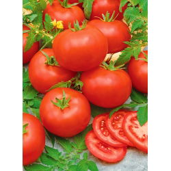 Pomidor Mahitos F1 - wczesny, wielkoowocowy, bardzo odporny, nie pęka - 10 nasion