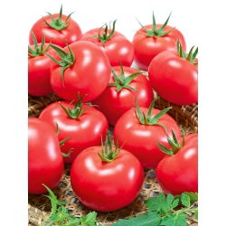 Pomidor Pink King F1 - malinowy, król smaku, słodki miąższ, bardzo plenny - 10 nasion