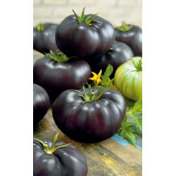 Pomidor Black Beauty - mięsisty, wysoki, gruntowy, słodki, czerwony w przekroju - HIT!