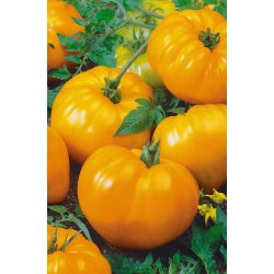 Pomidor Oxheart Orange - bawole serce, pomarańczowy, bardzo mięsisty