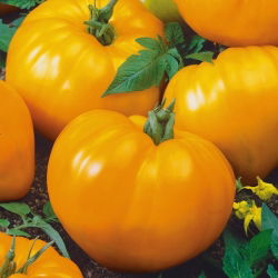 Pomidor Oxheart Orange - bawole serce, pomarańczowy, bardzo mięsisty