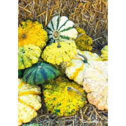 Patison ozdobny Strie Melange - kolorowa mieszanka