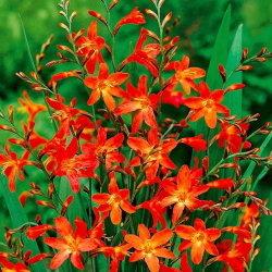 Krokosmia Carmine Brilliant - pomarańczowo-żółta - GIGA paczka! - 500 szt.
