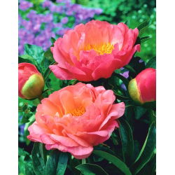 Piwonia, Paeonia - Coral Sunset - sadzonka - GIGA paczka! - 50 szt.