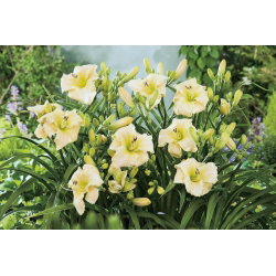 Liliowiec Arctic Snow - GIGA paczka! - 50 szt.