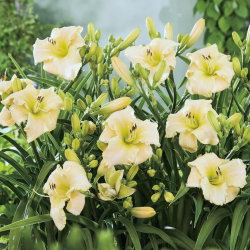 Liliowiec Arctic Snow - GIGA paczka! - 50 szt.