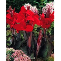 Kanna - Black Knight - duża paczka! - 10 szt.