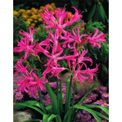 Nerine Bowdenii - GIGA paczka! - 100 szt.