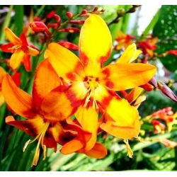 Krokosmia - mix kolorów - duża paczka! - 100 szt.