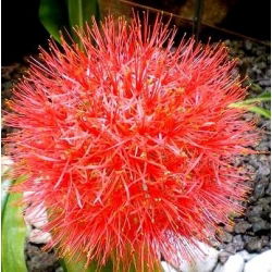 Krasnokwiat Katarzyny - GIGA paczka! - 50 szt.