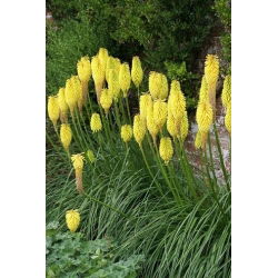 Kniphofia żółta - Minister Verschuur - GIGA paczka! - 50 szt.