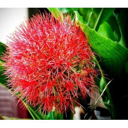 Krasnokwiat Katarzyny - GIGA paczka! - 50 szt.