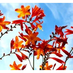 Krokosmia - mix kolorów - duża paczka! - 100 szt.