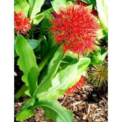 Krasnokwiat Katarzyny - GIGA paczka! - 50 szt.