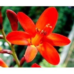 Krokosmia - mix kolorów - duża paczka! - 100 szt.