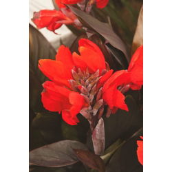 Kanna - Black Knight - duża paczka! - 10 szt.