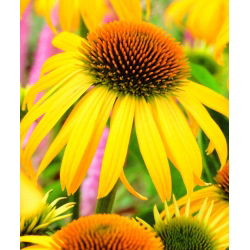 Jeżówka żółta - Yellow - GIGA paczka! - 50 szt.