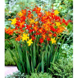 Krokosmia - mix kolorów - 10 szt. - GIGA paczka! - 500 szt.