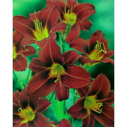 Liliowiec Black Prince - GIGA paczka! - 50 szt.