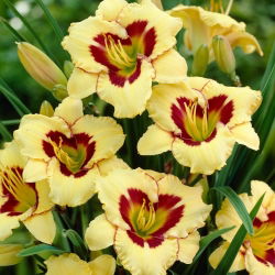 Liliowiec El Desperado - duża paczka! - 10 szt.