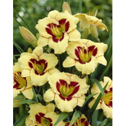 Liliowiec El Desperado - GIGA paczka! - 50 szt.