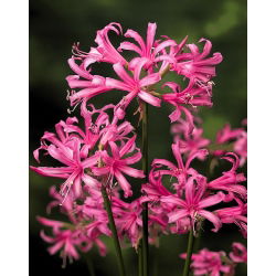 Nerine Bowdenii - GIGA paczka! - 100 szt.
