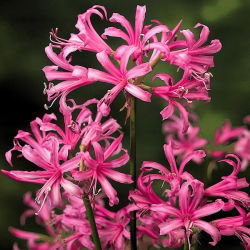 Nerine Bowdenii - GIGA paczka! - 100 szt.