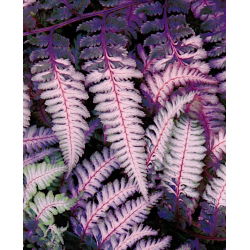 Paproć fioletowa - Burgundy Lace - GIGA paczka! - 50 szt.