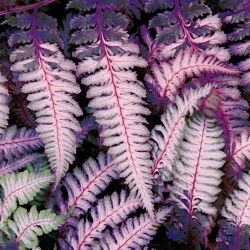 Paproć fioletowa - Burgundy Lace - GIGA paczka! - 50 szt.