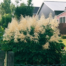 Parzydło leśne - Aruncus dioicus - GIGA paczka! - 50 szt.