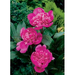 Piwonia, Paeonia - Edulis Superba - sadzonka - GIGA paczka! - 50 szt.