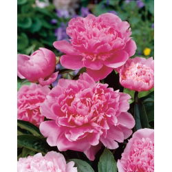 Piwonia, Paeonia - Edulis Superba - sadzonka - GIGA paczka! - 50 szt.