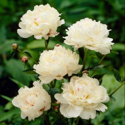 Piwonia, Paeonia - Festiva Maxima - sadzonka - duża paczka! - 10 szt.