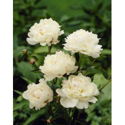 Piwonia, Paeonia - Festiva Maxima - sadzonka - GIGA paczka! - 50 szt.