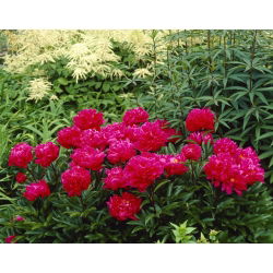 Piwonia, Paeonia - Karl Rosenfield - sadzonka - duża paczka! - 10 szt.