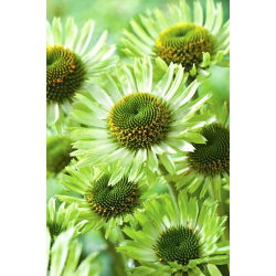 Jeżówka zielona - Green Jewel - duża paczka! - 10 szt.