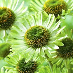 Jeżówka zielona - Green Jewel - GIGA paczka! - 50 szt.