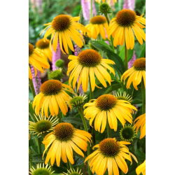 Jeżówka żółta - Yellow - duża paczka! - 10 szt.