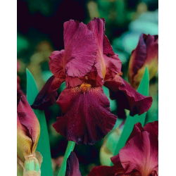 Kosaciec, Irys - Bordowy - duża paczka! - 10 szt.