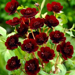 Kosmos czekoladowy - Atrosanguineus - GIGA paczka! - 50 szt.