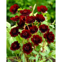 Kosmos czekoladowy - Atrosanguineus - GIGA paczka! - 50 szt.