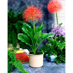 Krasnokwiat Katarzyny - GIGA paczka! - 50 szt.