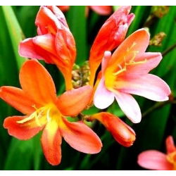 Krokosmia - mix kolorów - 10 szt. - GIGA paczka! - 500 szt.