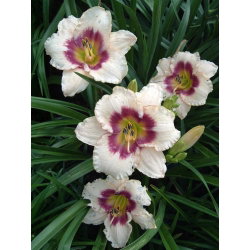 Liliowiec Blueberry Candy - duża paczka! - 10 szt.