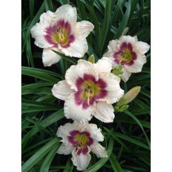 Liliowiec Blueberry Candy - GIGA paczka! - 50 szt.