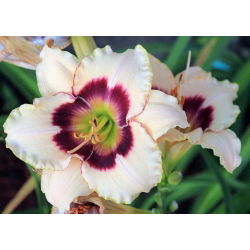 Liliowiec Blueberry Candy - GIGA paczka! - 50 szt.