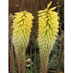 Kniphofia Percy's Pride - GIGA paczka! - 50 szt.
