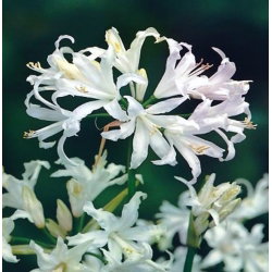 Nerine Alba - GIGA paczka! - 50 szt.